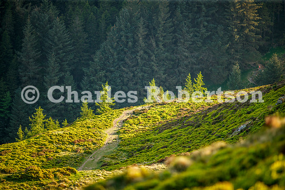 20250430_0009_crobertson